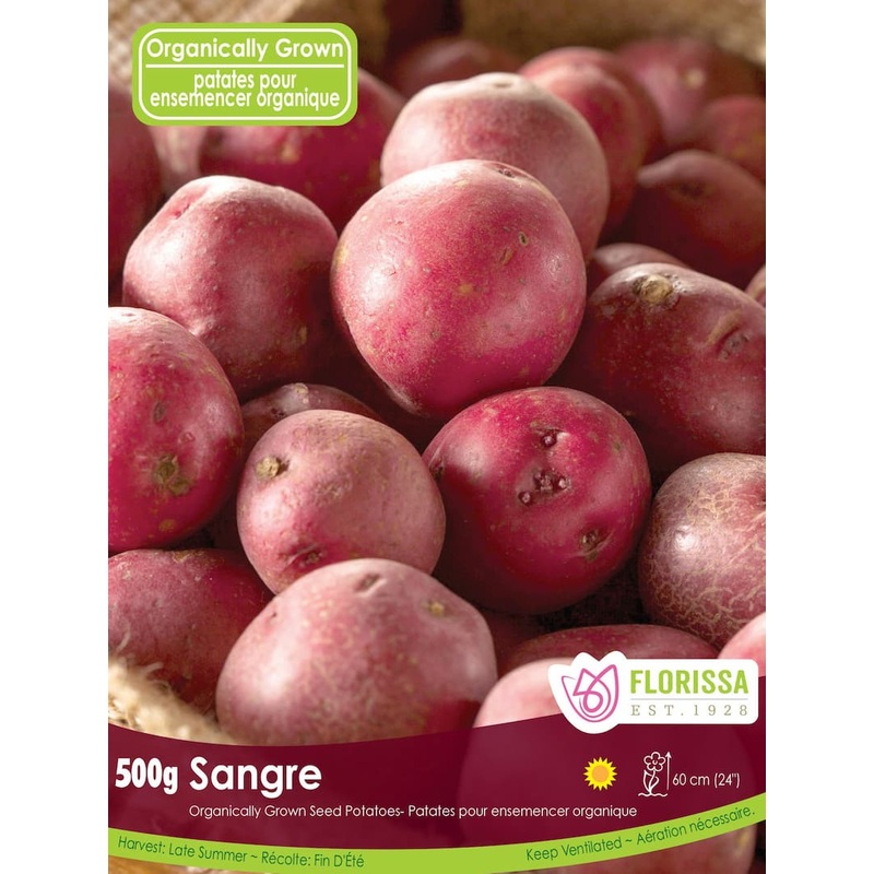 Allium – Atropurpureum, 5 Pack