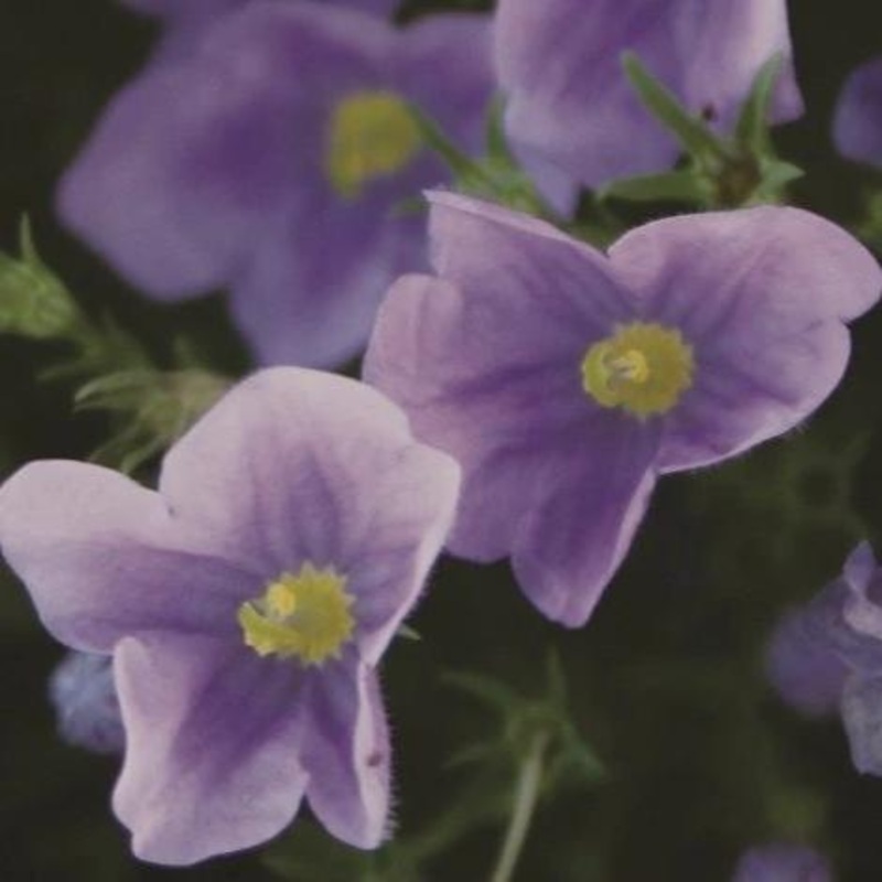 Andorra Media Console