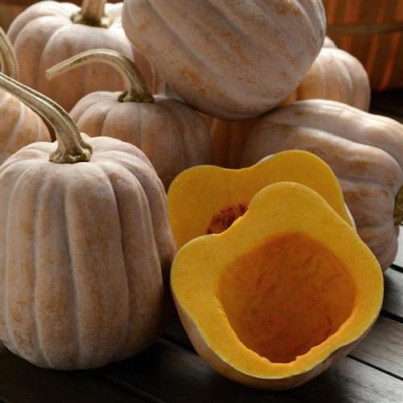Autumn Frost Squash – Heirloom Vegetable – 5 Seeds