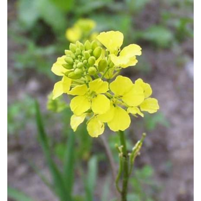 Black Mustard – Bulk Vegetable Seeds – 100 grams