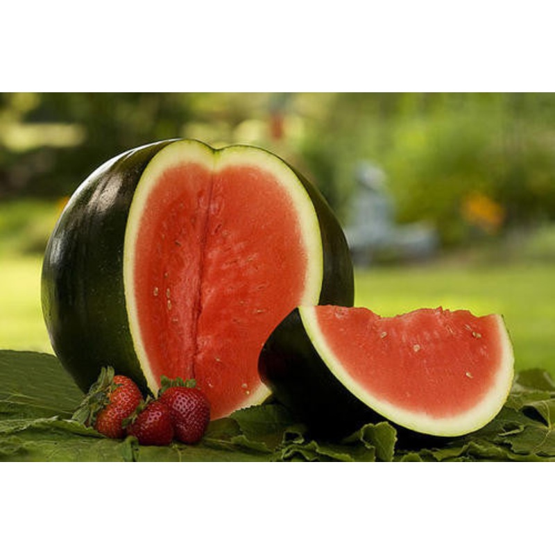 Sugar Baby Watermelon – Bulk Fruit Seeds – 50 grams