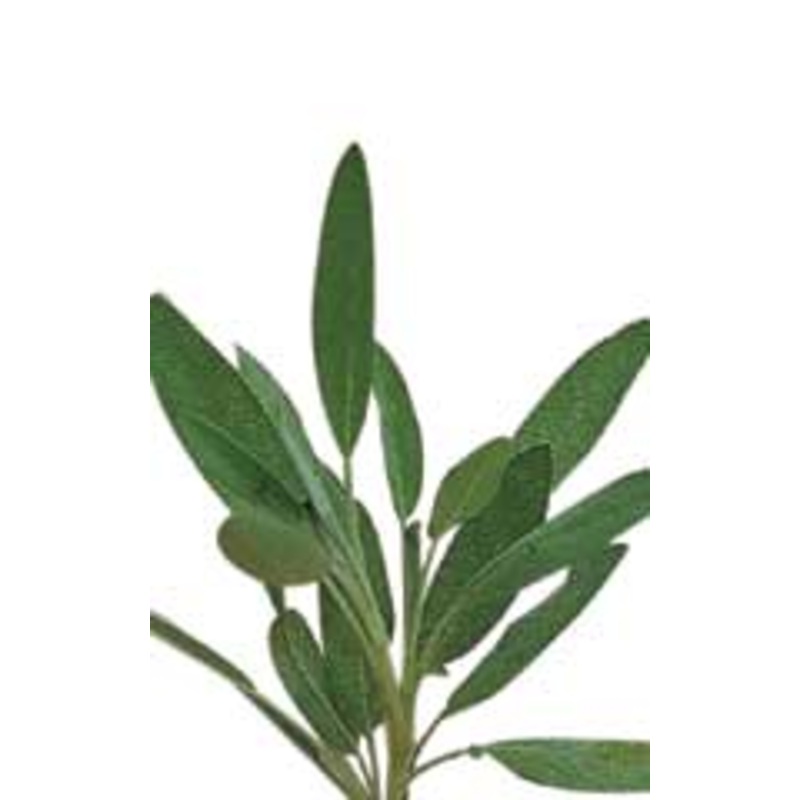 Sunflower Ray of Sunshine – Mr. Fothergill’s Seeds