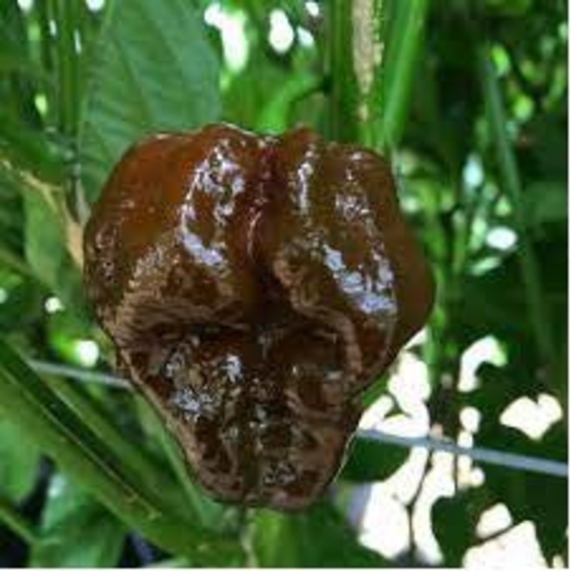 Trinidad Moruga Scorpion Chocolate- Capsicum Chinense – Chilli Pepper – 5 Seeds