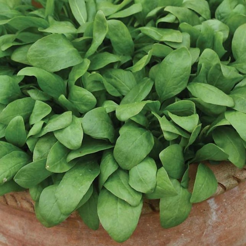 Tufted Linen and Oak Dining Chair – Set of 2