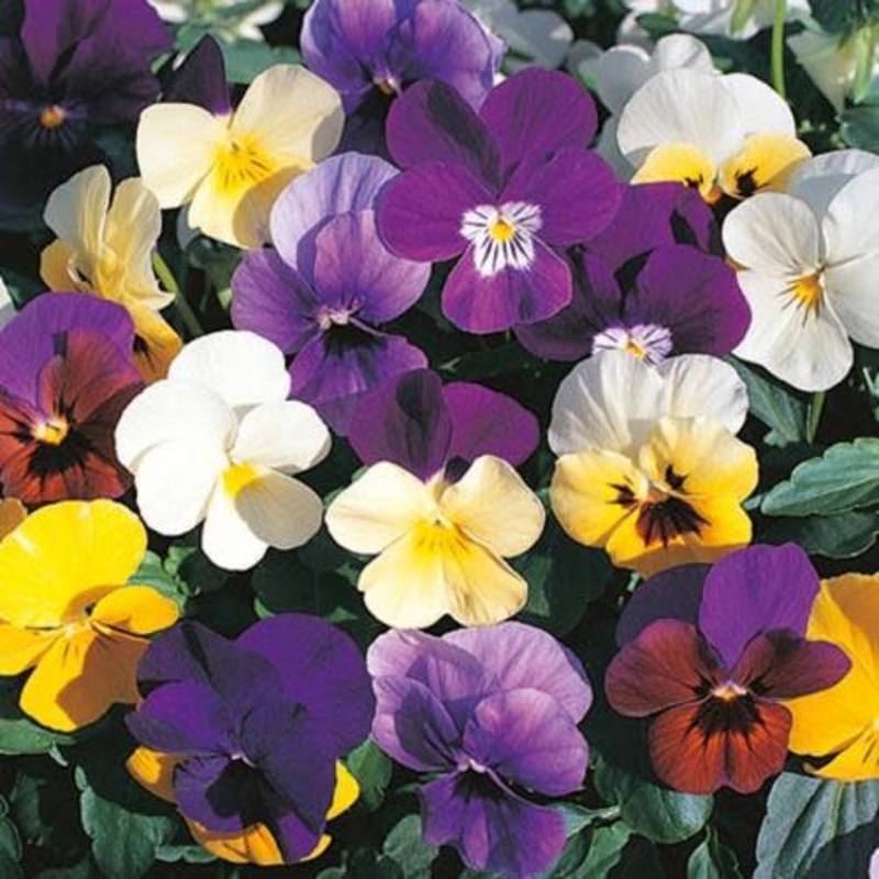 Viola Large Scotch Hybrid Mix – Stunning perennial Viola mix in beautiful colours – 20 seeds
