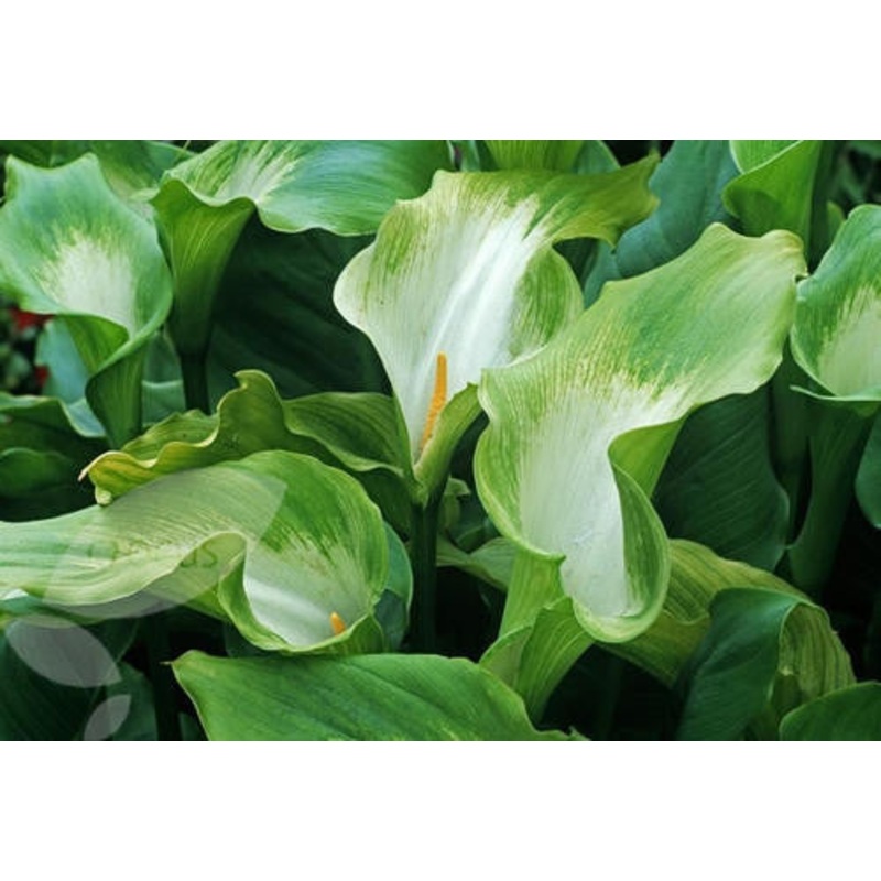Zantedeschia Aethiopica Green Goddess – Indigenous South African Bulb – 5 Seeds