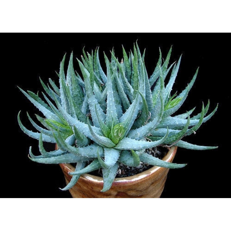 Aloe Humilis – Indigenous South African Succulent – 10 Seeds