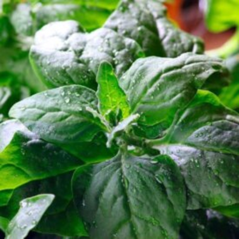 Amaranth Red Leaf – West Coast Seeds