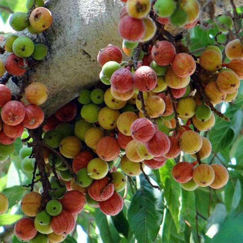 Anthurium (White) – Plant