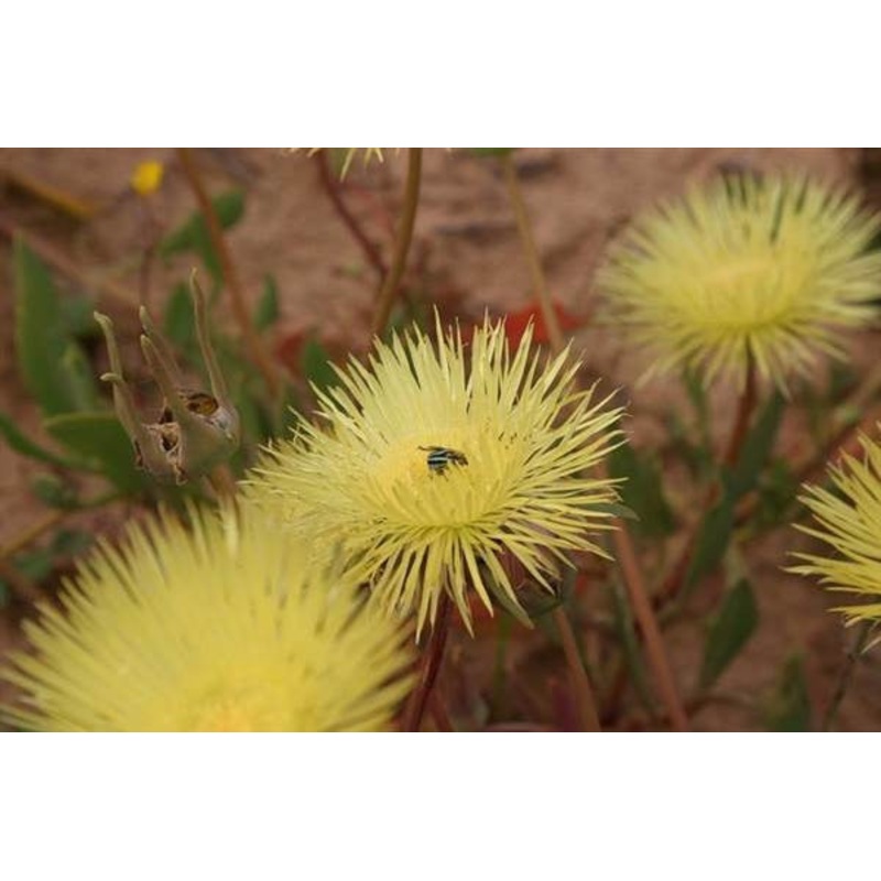 Apatesia maughanii – Indigenous South African Succulent – 10 Seeds