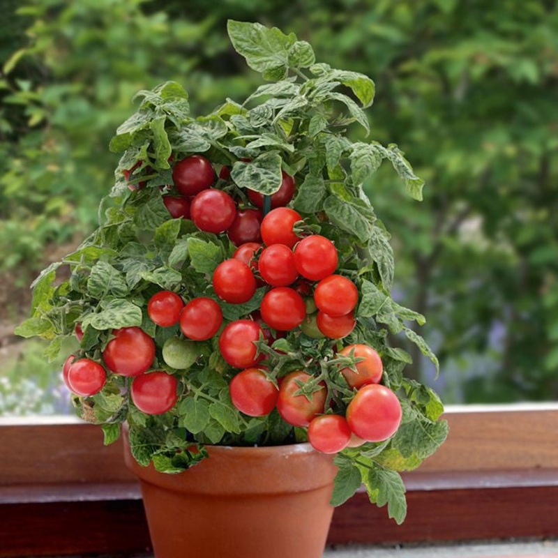 Sweet n Neat Scarlet Tomato – Container Cherry Tomatoes – Lycopersicon Esculentum – 5 Seeds
