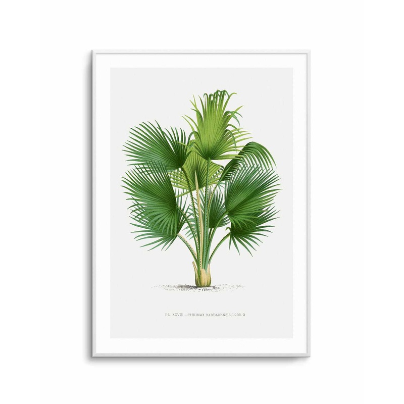 Thrinax Barbadensis Vintage Palm Poster Art Print
