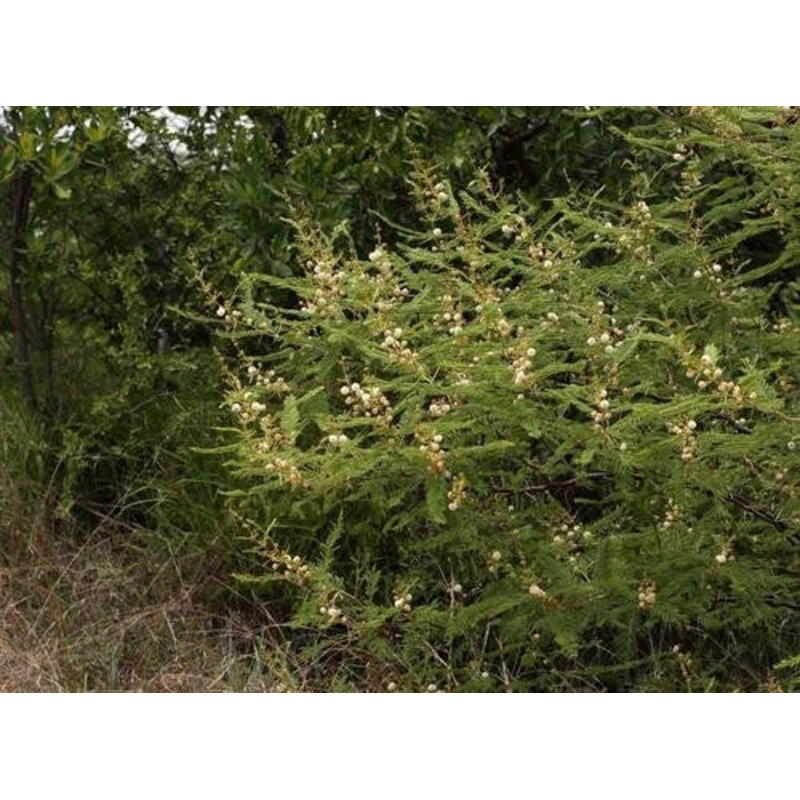 Vachellia arenaria / Acacia arenaria – Indigenous South African Tree – 10 Seeds