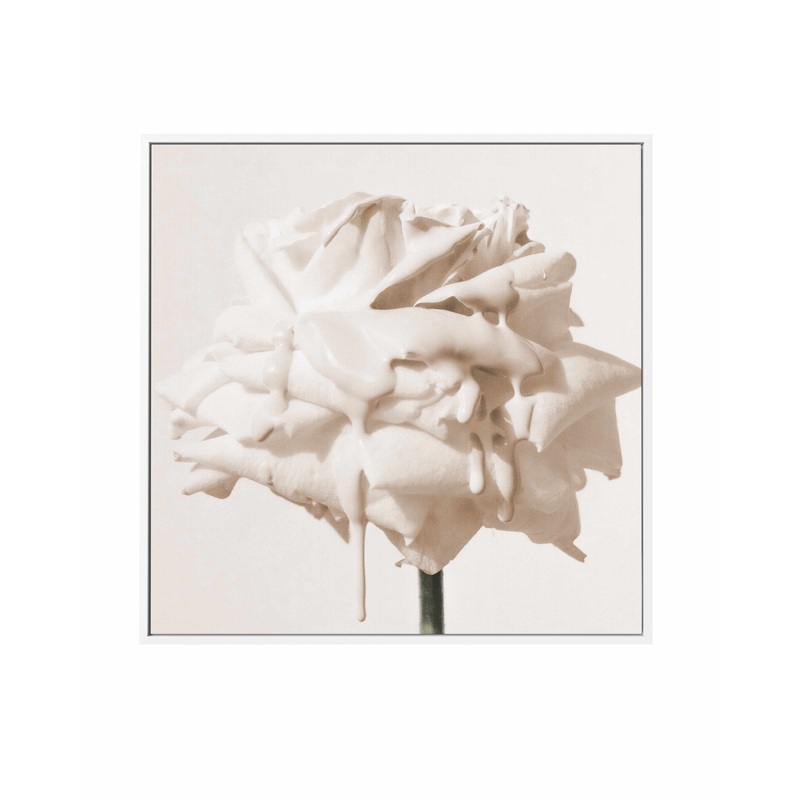 Wild Cream Rose | Framed Canvas Art Print