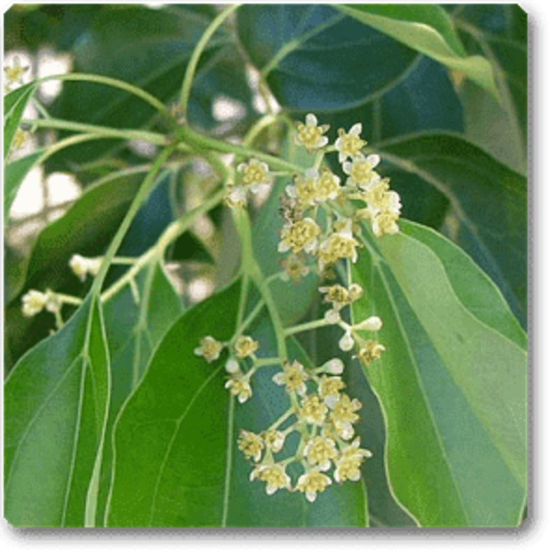Acalypha wilkesiana, Copperleaf – Plant