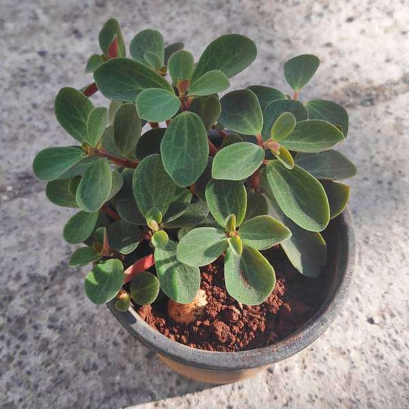 Adenium Plant, Desert Rose (Red Double) – Plant