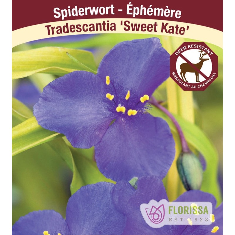 Allium – Bulgaricum, 5 Pack