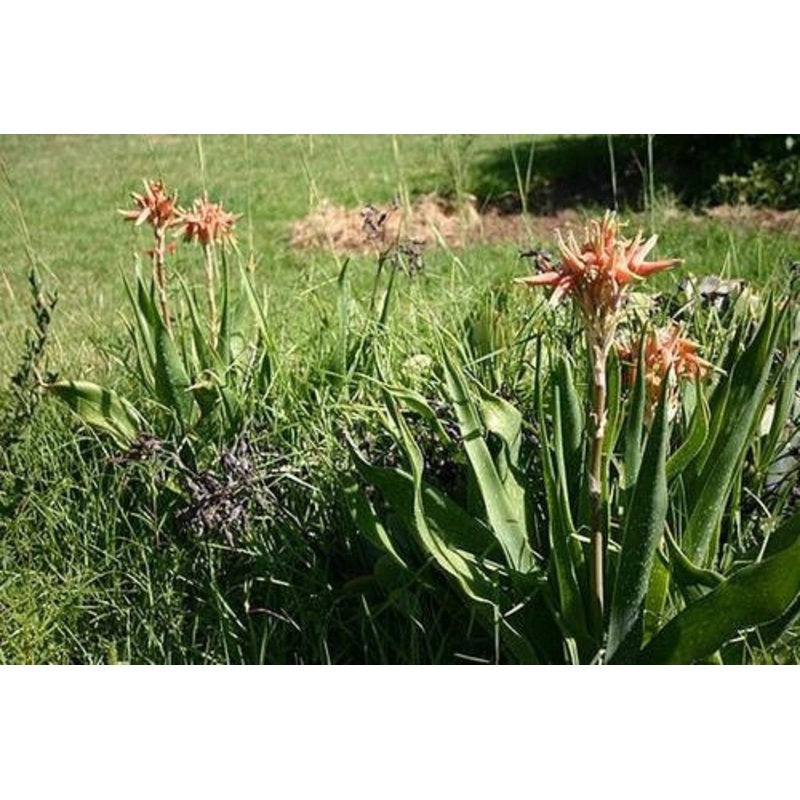 Aloe Ecklonis – Indigenous South African Succulent – 10 Seeds