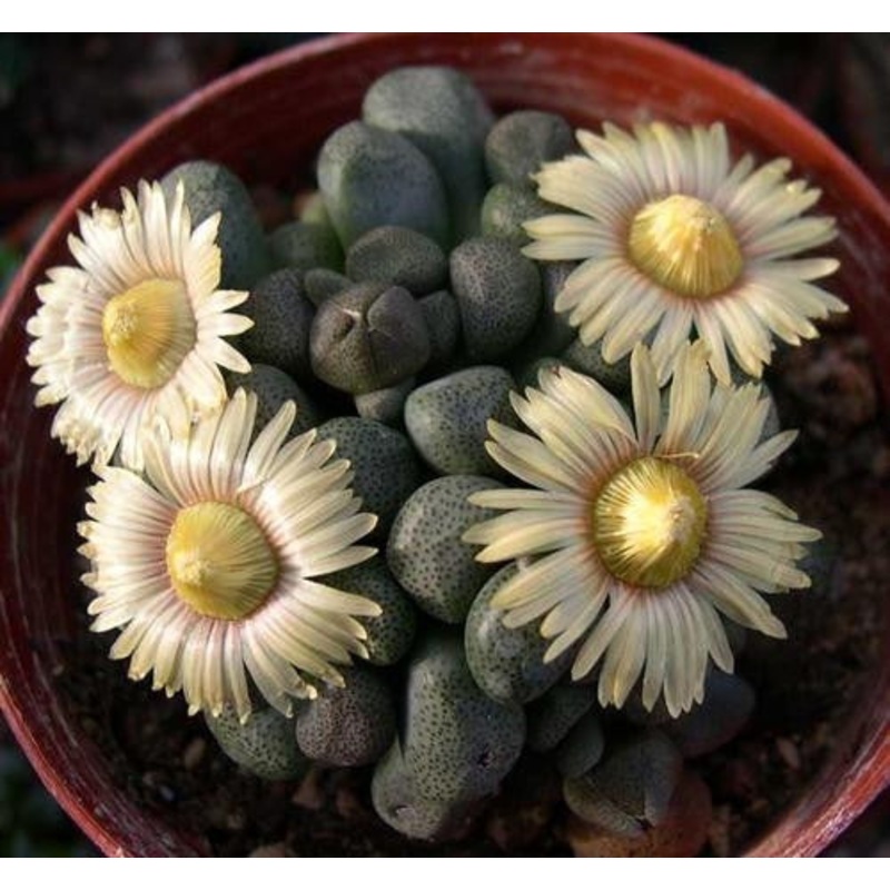 Aloinopsis Peersii – Indigenous South African Succulent – 10 Seeds