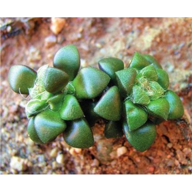 Anacampseros retusa – Indigenous South African Succulent – 10 Seeds