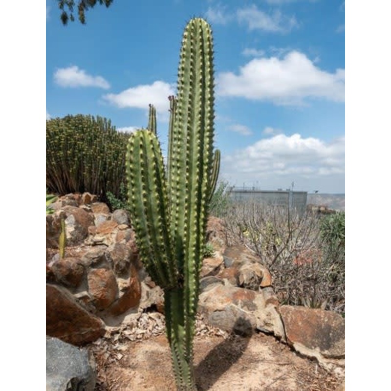 Stenocereus  martinezii – longthorn mix – Exotic Cacti / Succulent – 10 Seeds