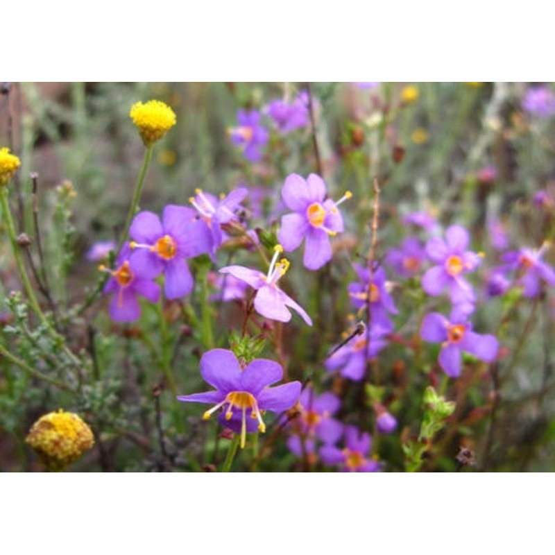 Sutera Halimifolia – Indigenous South African Perrenial Shrub – 5 Seeds