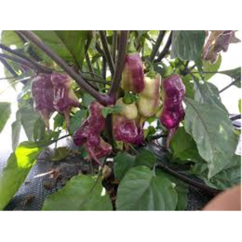 Taj Mahal – Capsicum Chinense – Chilli Pepper – 5 Seeds