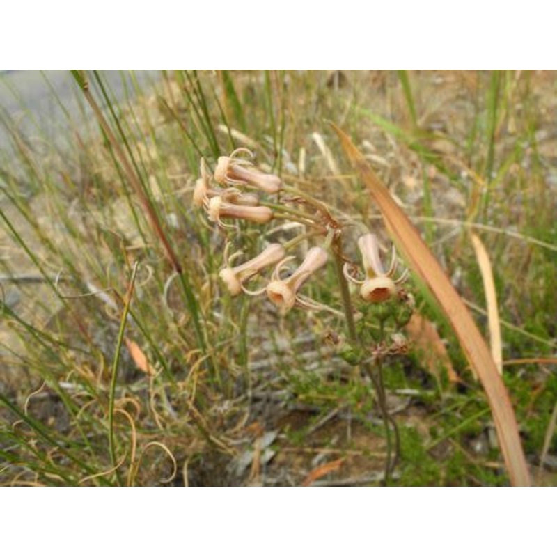 Tulbaghia dregeana – Indigenous South African Bulb – 10 Seeds