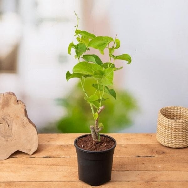 Vasaka, Adulsa Plant for Ashwini Nakshatra, Aries or Mesh Rashi – Plant