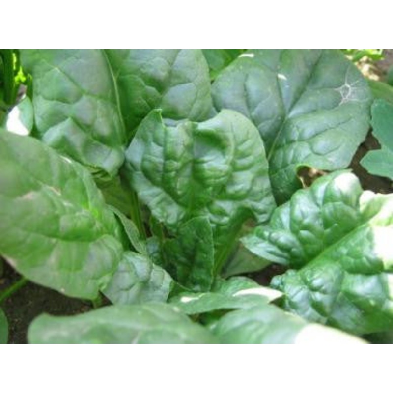 Viroflay Spinach – Bulk Vegetable Seeds – 200 grams