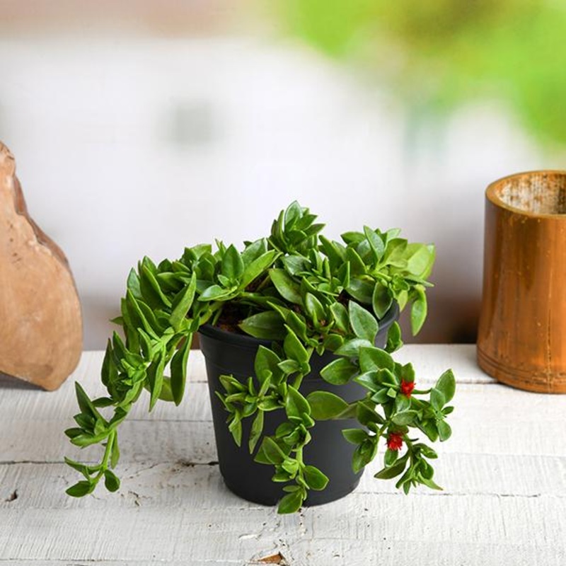 Zinnia (Any Color) – Plant