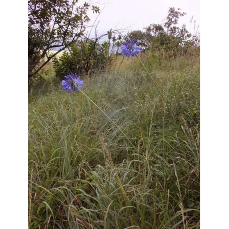 Agapanthus Caulescens – Indigenous South African Bulb – 10 Seeds