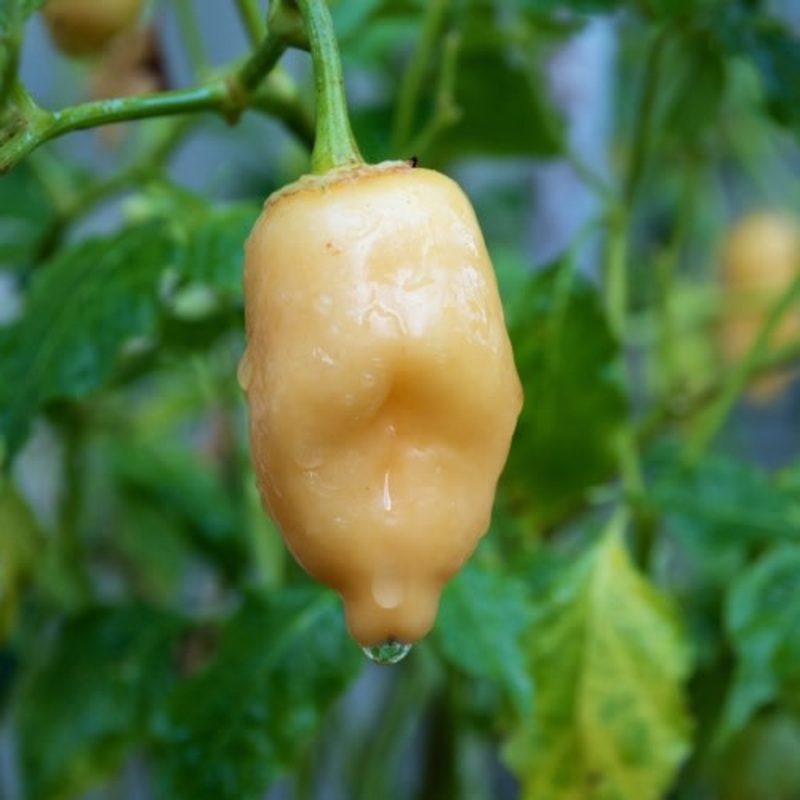 Aji Fantasy Peach  – Chilli Pepper – Capsicum baccatum – 5 Seeds