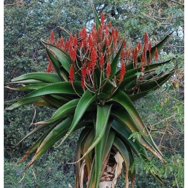 Aloe vaombe – Malagasy Tree Aloe – Exotic Succulent – 10 Seeds