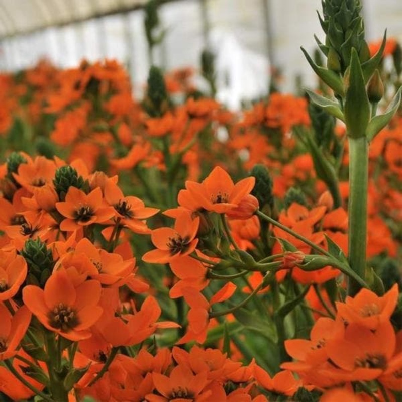 Annona atemoya, Lakshmana phal ( Grown through seeds ) – Plant