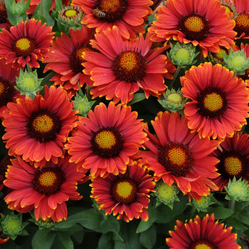 Arizona Red Shades Blanket Flower – Gaillardia grandiflora – Annual Flower – 5 Seeds