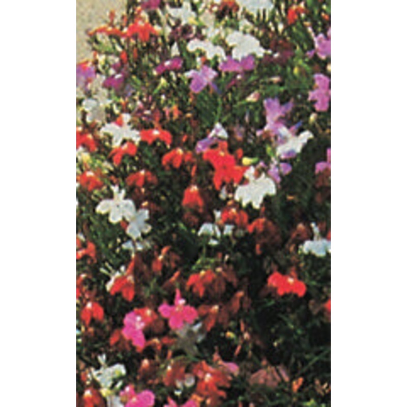 Arugula Astro – West Coast Seeds