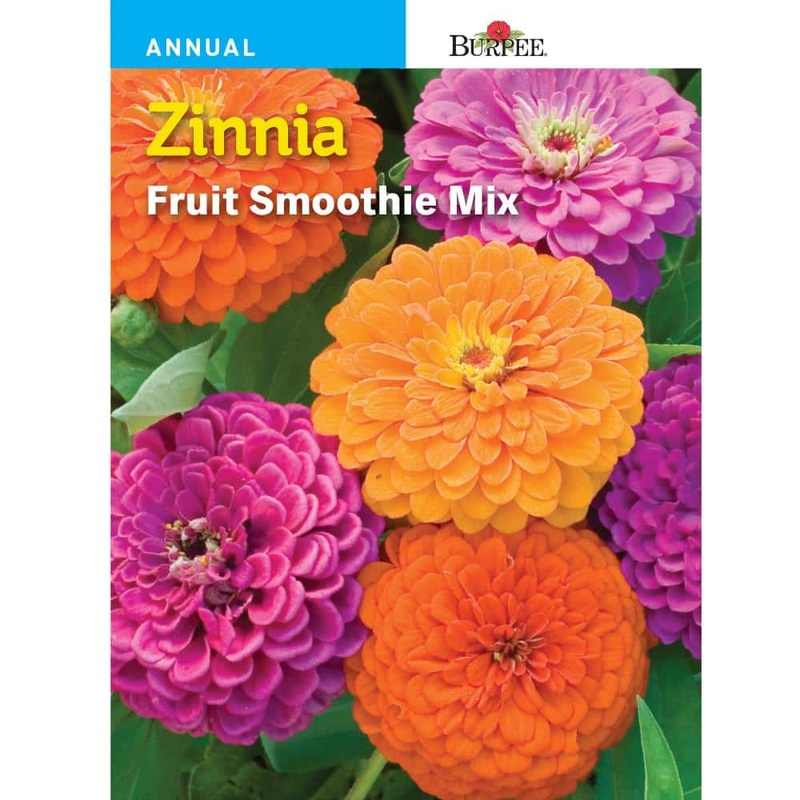 Belinda’s Dream – Weeks Rose