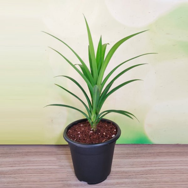 Tulip Van Eijk (Pink) – Bulbs (set of 5)