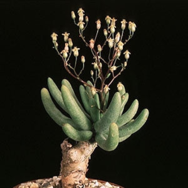 Tylecodon Reticulatus – Indigenous South African Succulent – 10 Seeds