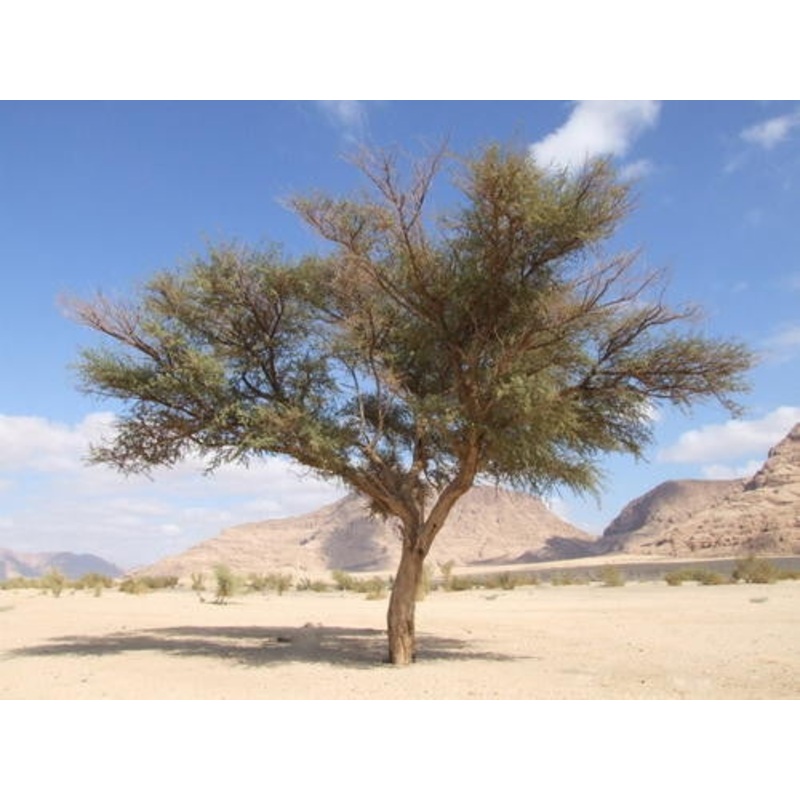 Vachellia / Acacia gerrardii – Red Thorn Tree – Indigenous South African Tree – 10 Seeds