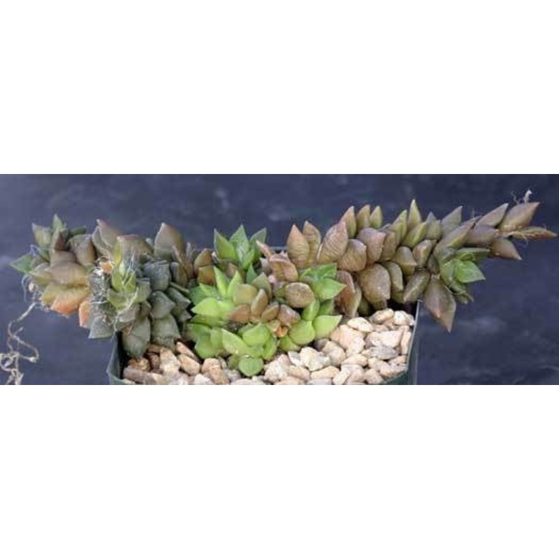 Anacampseros karasmontana – Indigenous South African Succulent – 10 Seeds