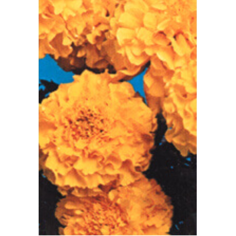 Bean Soup Mix Blend – Renee’s Garden