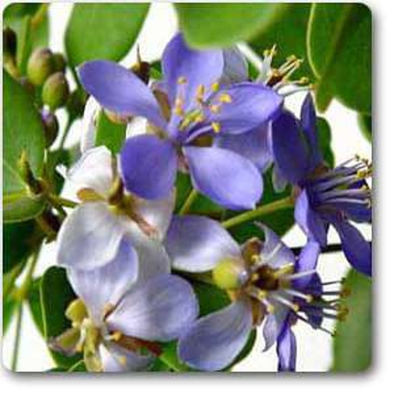 Sweet Pea Bonanza Mixed Color – Flower Seeds