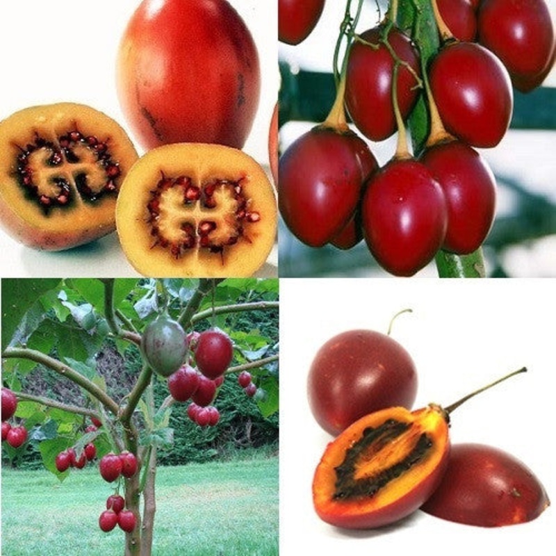 Tamarillo Fruit – Solanum Betaceum – Exotic Fruit Tree – 5 Seeds