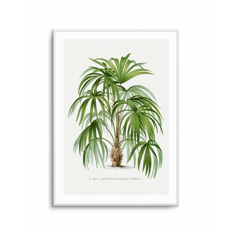 Acanthorhiza Aculeata Vintage Palm Poster Art Print