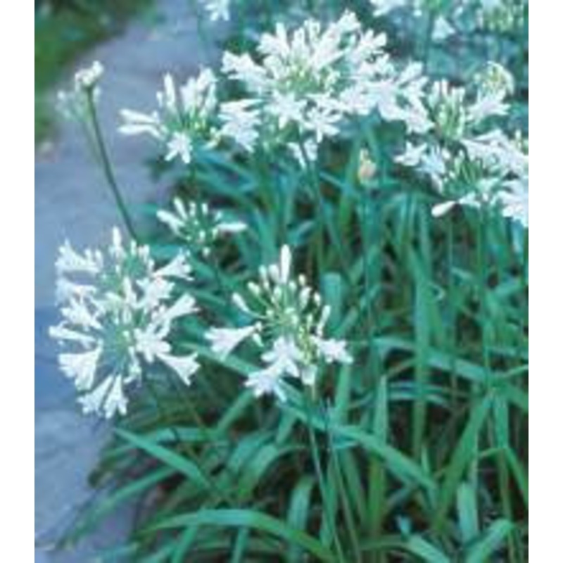 Agapanthus praecox Dwarf White – Indigenous South African Flowering Bulb – 10 Seeds