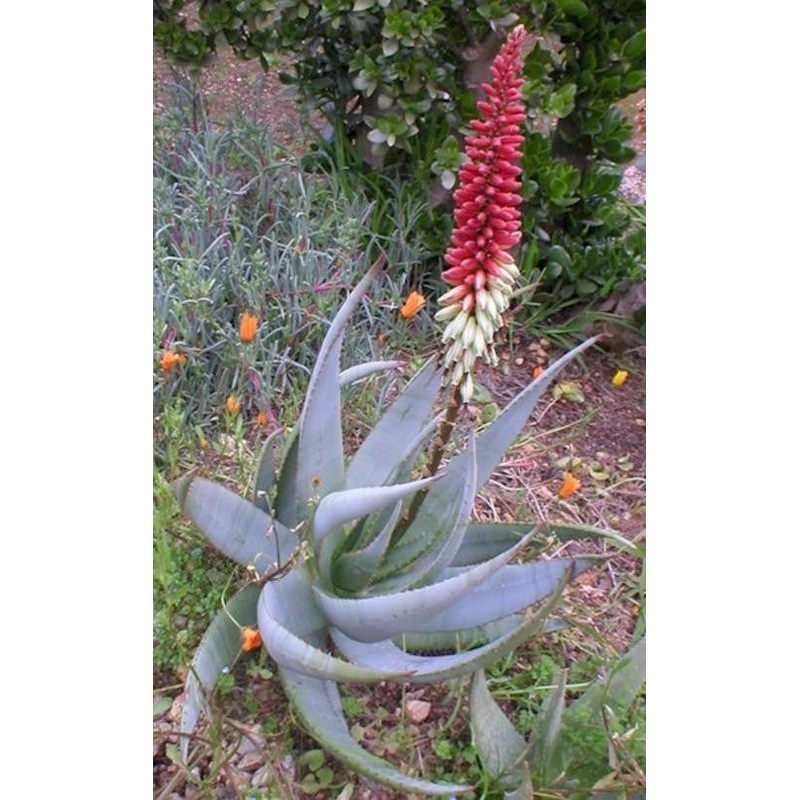 Aloe Petricola – Indigenous South African Succulent – 10 Seeds