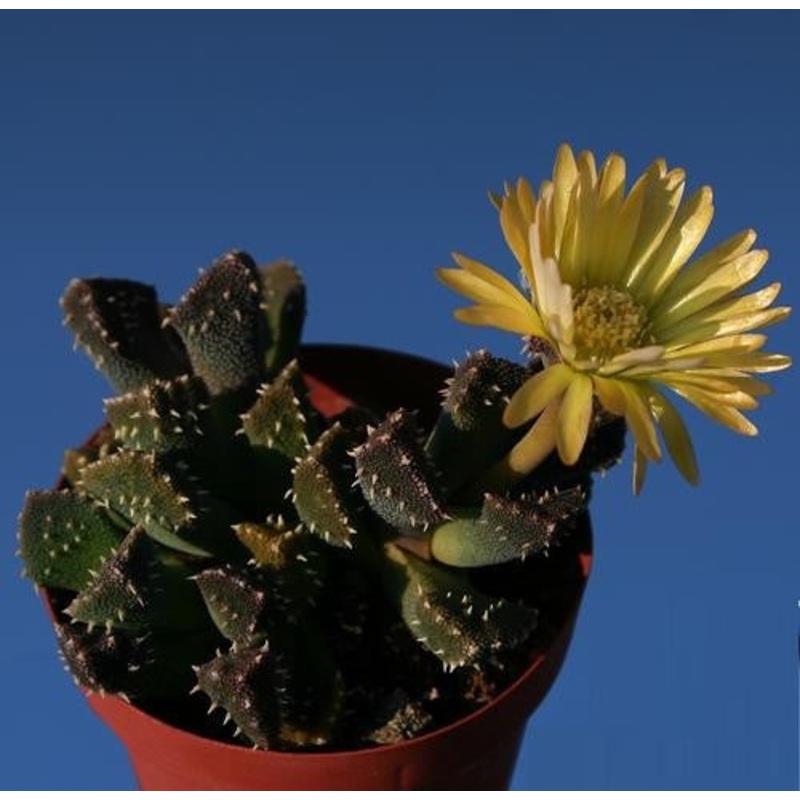 Aloinopsis Setifera – Indigenous South African Succulent – 10 Seeds