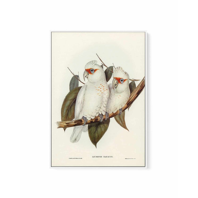 Australian Corella Cockatoo Vintage Bird Illustration | Framed Canvas Art Print